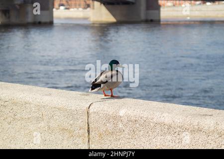 Anatra colorata seduta su una recinzione in pietra vicino al fiume Foto Stock