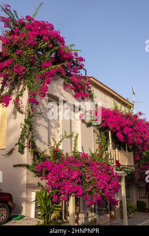 Bougainvillea rossa che sale sul muro di casa a Rethymnon, Creta Foto Stock