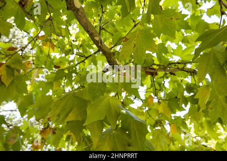 Particolare di foglie di fragola in un albero baldacchino, natura in autunno Foto Stock