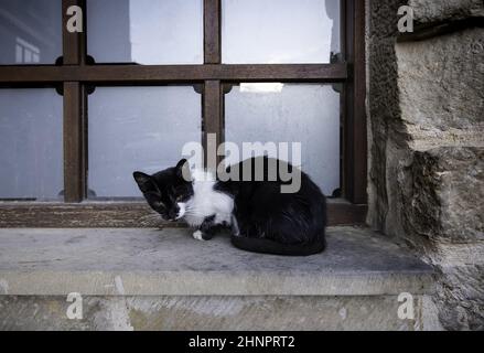 Particolare di animali domestici abbandonati e soli in strada, solitudine e dolore Foto Stock