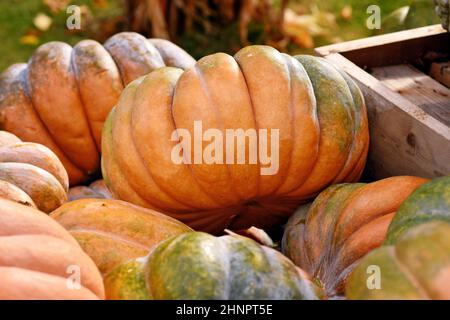 Vista laterale della zucca arancione e verde 'Musque de Provence' in pile Foto Stock