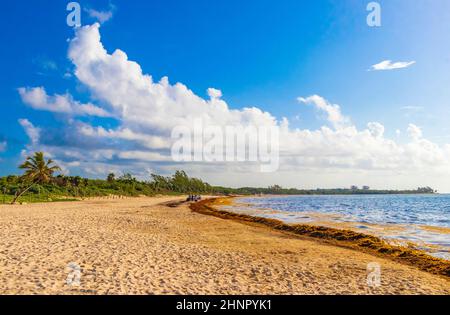 Spiaggia di sargazo con alghe rosse molto disgustose Playa del Carmen Messico. Foto Stock