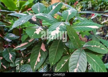 Pianta di caricatura (Graphophyllum pictum) originaria della Nuova Guinea - Florida, USA Foto Stock