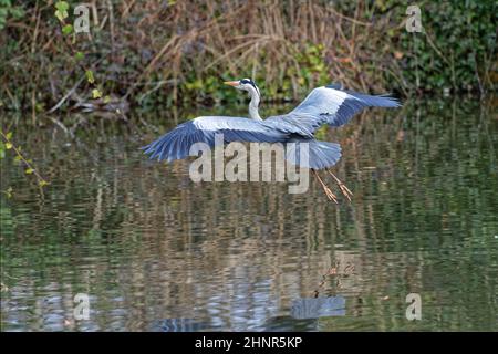Airone cenerino in volo su acqua Foto Stock
