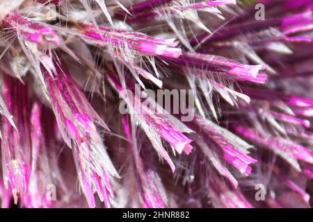 Macro delle foglie di petali di piuma su una pianta di Joey. Foto Stock