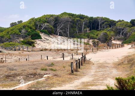 Percorso tra le dune e la vegetazione. Pali di legno con pini caduti nell'aria. Isole Baleari, Foto Stock