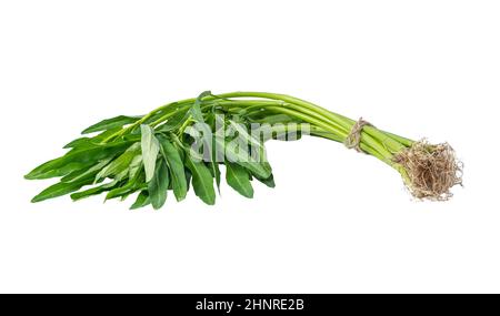 Spinaci d'acqua dolce, gloria cinese mattina isolato su sfondo bianco con percorso di ritaglio. Foto Stock