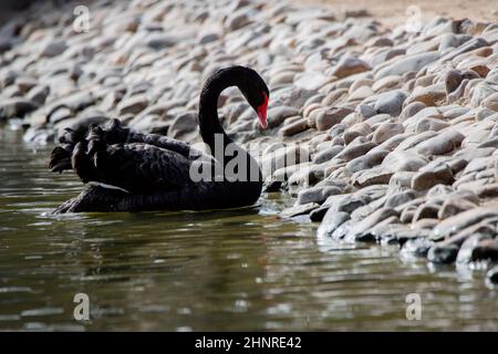 Cigno nero in uno stagno in una giornata di sole (Cygnus atratus) Foto Stock