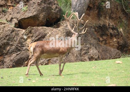 bei animali di vario tipo varietà natura esempio di vita Foto Stock