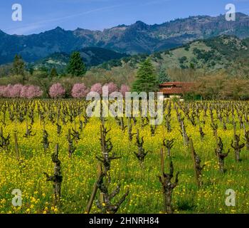 Senape Field, Plum Blossoms, Calistoga, Napa Valley, California Foto Stock