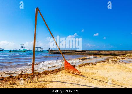 Pitchfork rastrello scopa alghe spiaggia sargazo Playa del Carmen Messico. Foto Stock