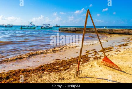 Pitchfork rastrello scopa alghe spiaggia sargazo Playa del Carmen Messico. Foto Stock