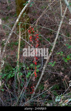 Gruppo di bacche rosse selvatiche invernali di Ribes alpinum sospeso verticalmente Foto Stock