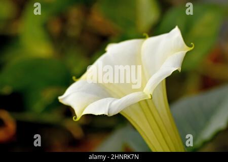 mela di thorn con fiore bianco al sole del mattino Foto Stock