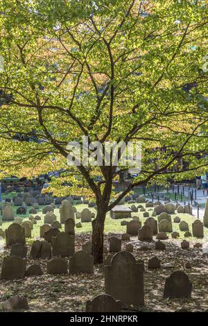 File di pietre di testa sotto un albero alla terra di sepoltura di Granary. Divenne un cimitero nel 1660, il terzo più antico della città di Boston, Massachusetts Foto Stock