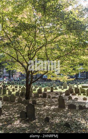 File di pietre di testa sotto un albero alla terra di sepoltura di Granary. Divenne un cimitero nel 1660, il terzo più antico della città di Boston, Massachusetts Foto Stock