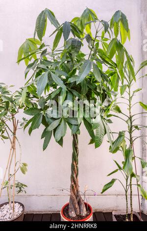 Graziosa pachira acquatica fiancheggiata da piante decorative interne su una terrazza di un attico residenziale Foto Stock