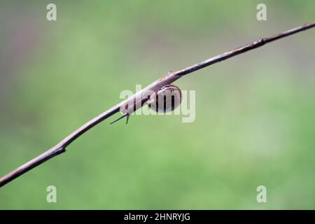 Una piccola lumaca striscia lungo la fetka su sfondo verde Foto Stock