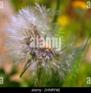 Una testa di fiore di dente di leone composta da numerosi piccoli fiori (parte superiore) Foto Stock