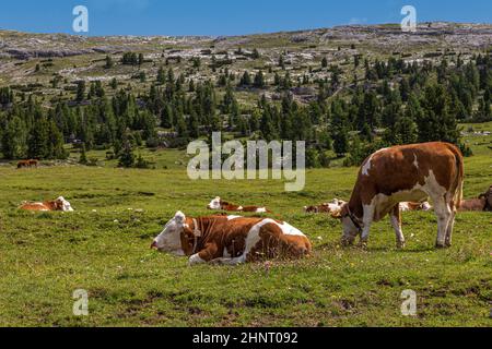 Bovini da latte fotografati nei pascoli montani delle Alpi italiane Foto Stock