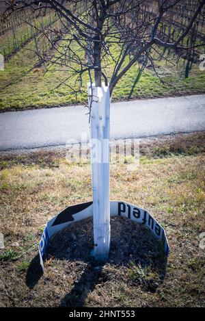 Giovane tronco ornamentale di melo avvolto con un bendaggio spunbond per proteggerlo dal gelo e dal sole nel giardino d'autunno Foto Stock