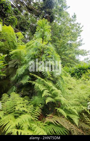 Questo pino Wollemi (Wollemia nobilis) cresce in un ambiente quasi perfetto a Bowral, Australia. In natura possono crescere fino a 40m Foto Stock