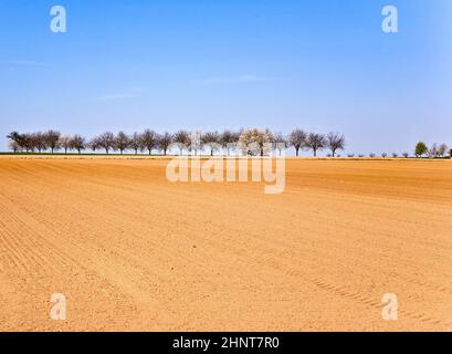 acro appena arato con fila di alberi all'orizzonte Foto Stock