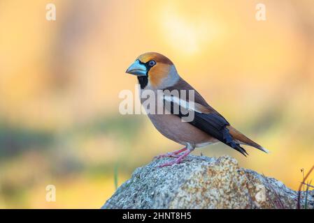 Grosbeak ha appollaiato sul suo posch con sfondi fuori fuoco Foto Stock