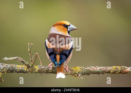 Grosbeak ha appollaiato sul suo posch con sfondi fuori fuoco Foto Stock