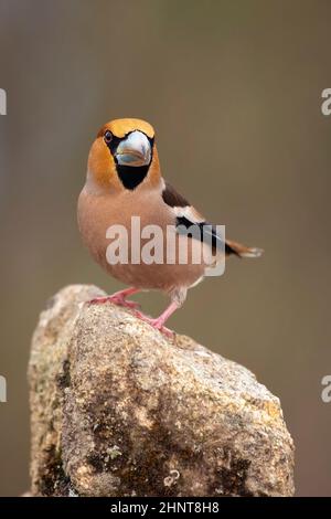 Grosbeak ha appollaiato sul suo posch con sfondi fuori fuoco Foto Stock