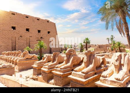 Viale di Sphinxes o la strada dei festeggiamenti del re, statue a testa di ariete del Tempio di Karnak, Egitto Foto Stock