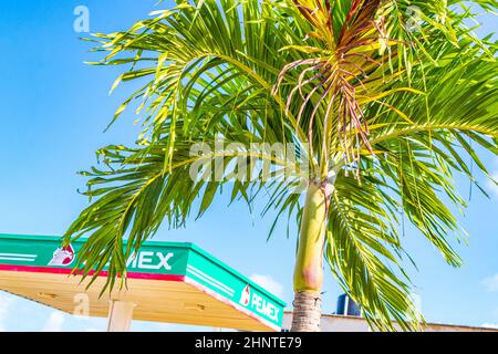 Palma tropicale con sfondo blu cielo in Chiquilá Messico. Foto Stock