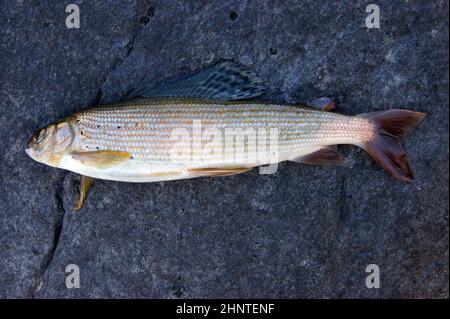 Caughted bellissimo pesce che grillano su tipo di pietra dal lato Foto Stock