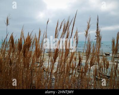 Folli di canne sulla riva rocciosa del Mar Caspio. Kazakistan. Regione di Mangistau. 20 febbraio 2020 anno. Foto Stock