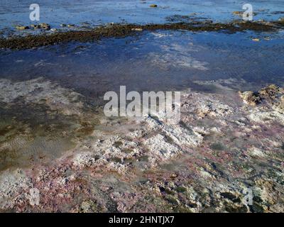 Riva paludosa del Mar Caspio. Il mare era sporco e puzzolente. Kazakistan. Regione di Mangistau. 05 novembre 2019 anno. Foto Stock