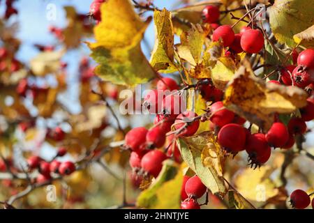 Bacche mature, fiati, sul biancospino chiamato anche mela di spina, maggio-albero, whitethorn, o biancospino, Crataegus monogyna bacche in autunno . Foto Stock