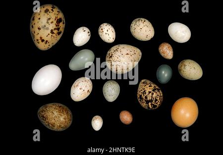 Un assortimento di uova di uccelli Foto Stock