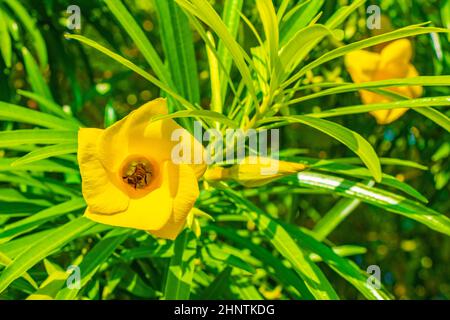 Le api del miele volano e si arrampicano nel fiore giallo dell'Oleander sull'albero con foglie verdi a Playa del Carmen Messico. Foto Stock