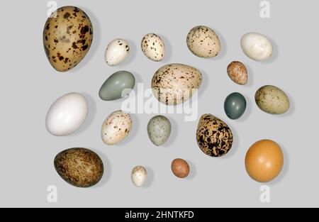 Un assortimento di uova di uccelli Foto Stock