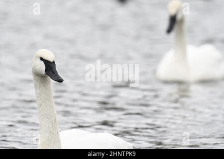 Primo piano di Trumpeter Swan testa e collo un altro corpo pieno in background Foto Stock