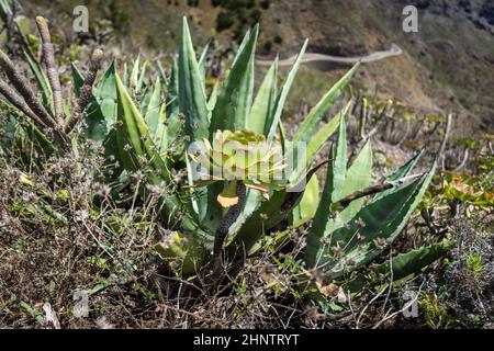 Pianta di Aeonium. Mettere a fuoco il primo piano. Tenerife. Isole Canarie. Spagna. Foto Stock