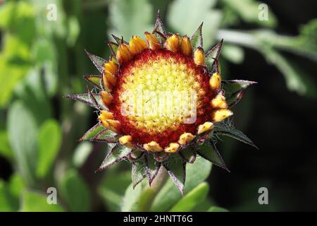 Primo piano di boccioli di fiori di coperta non aperti. Foto Stock