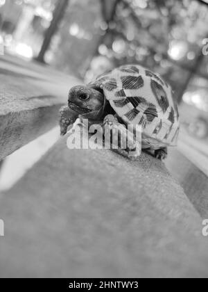 Primo piano verticale in scala di grigi di una piccola tartaruga su un asse di legno. Foto Stock