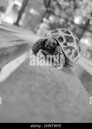 Primo piano verticale in scala di grigi di una piccola tartaruga su un asse di legno. Foto Stock