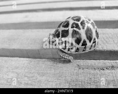 Primo piano immagine in scala di grigi di una piccola tartaruga su un asse di legno. Foto Stock