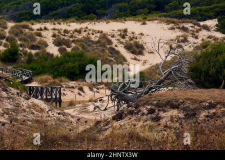 Percorso tra le dune e la vegetazione. Pali di legno di pino caduti nell'aria, radici. Isole Baleari, Foto Stock