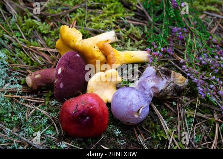 Funghi colorati della Bielorussia, mescolano in una foresta Foto Stock