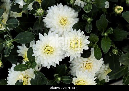 Primo piano di varie mamme da giardino bianche in fiore. Foto Stock