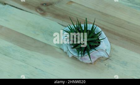 Impianto di Horthia in vaso di ceramica con spazio di copia Foto Stock