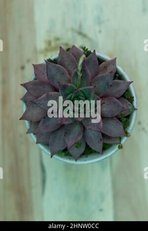 Rara echeveria succulenta vista dall'alto Foto Stock